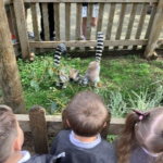 children watch the Lemur's playing