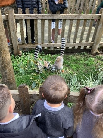 children watch the Lemur's playing