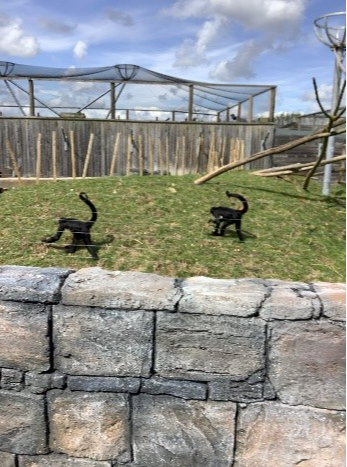 monkeys running in their enclosure