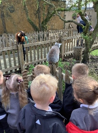 pupils watch as the Lemurs play